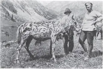 Рис 20 Ф Г Добржанский с чубарой лошадью 1926 г восточный Казахстан - фото 29