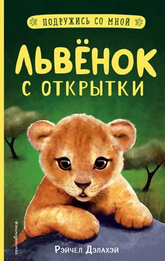 Рэйчел Дэлахэй Львёнок с открытки обложка книги