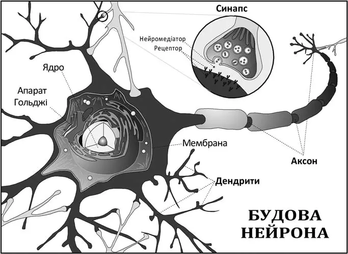 Тимуру було нецікаво Йому хотілось якнайшвидше дізнатися яким чином Кейтаро - фото 6