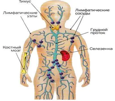 Рис 1 Органы иммунной системы IgMантитела К этому классу принадлежит - фото 2