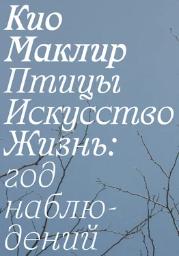 Кио Маклир Птицы, искусство, жизнь: год наблюдений обложка книги