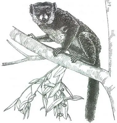 Самка мангустового лемура с о Мохели Коморские острова Eulemur mongoz - фото 4