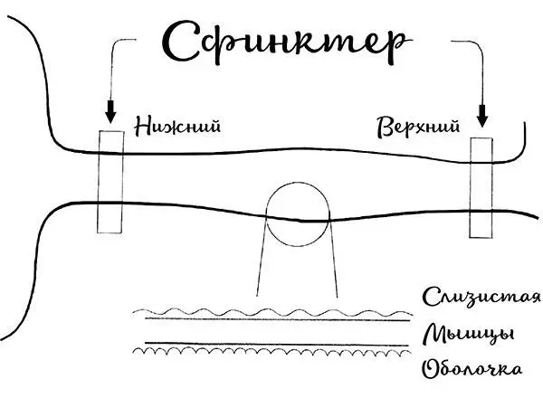 Рис 2а Устройство пищевода Рис 3 Работа пищевода по передвижению пищи - фото 3