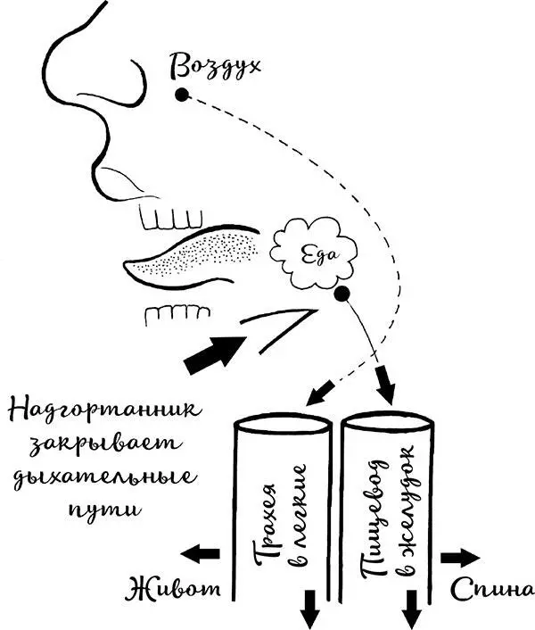 Рис 5 Перекресток пищевых и дыхательных путей Работа пищевода регулируется - фото 7