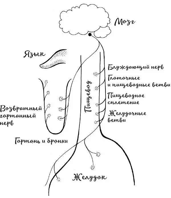 Рис 8 Нервное сплетение пищевода Комок в горле это типичный симптом не - фото 11