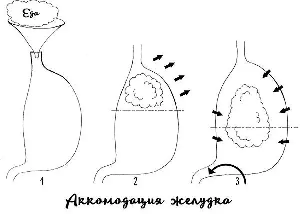 Рис 14 Работа желудка и аккомодация Когда пища попала в желудок его - фото 17