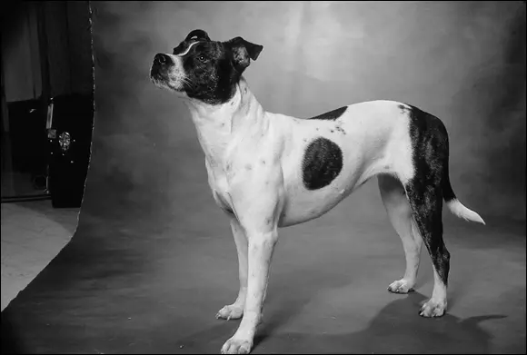FIGURE 11Pit Bulls because of their toughness have been asked throughout - фото 13