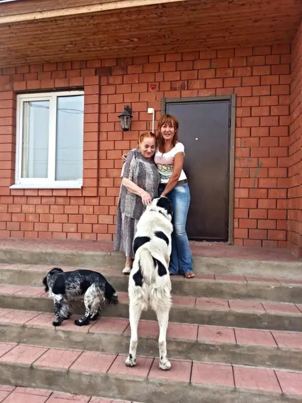 Мама у доктора Елены Геннадьевны Асанцевой ее встречает спаниель Лэнд и гигант - фото 7