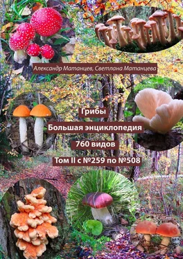 Александр Матанцев Грибы. Большая энциклопедия. 760 видов. Том II с №259 по №508 обложка книги