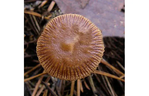 277 Беоспора мышехвостая 278 Негниючник веточковый Marasmius ramealis - фото 19