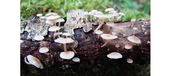 278 Негниючник веточковый 279 Негниючник листопадный Marasmius - фото 20