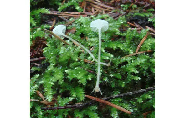 279 Негниючник листопадный 280 Негниючник колесовидный Marasmius rotula - фото 21