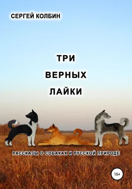 Сергей Колбин Три верных лайки. Рассказы о собаках и русской природе обложка книги