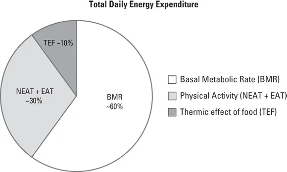 John Wiley Sons Inc FIGURE 31Breaking down your total daily energy - фото 50