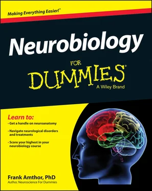 Frank Amthor Neurobiology For Dummies обложка книги