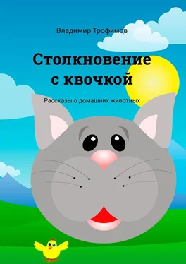 Владимир Трофимов Столкновение с квочкой. Рассказы о домашних животных обложка книги