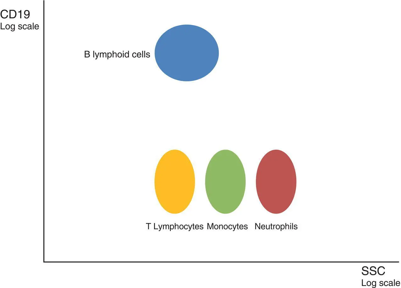 Figure 14 Delineation of peripheral blood or bone marrow Bcell populations - фото 5