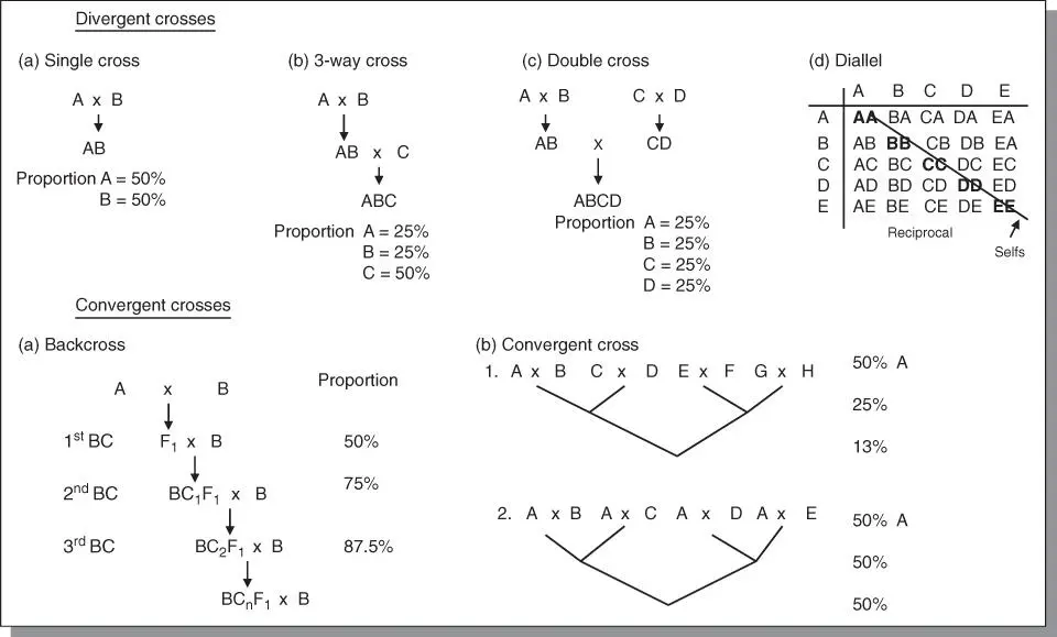 Figure 62The basic types of crosses used by plant breeders Some crosses are - фото 108