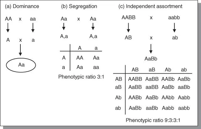 Figure 512Mendels postulates a dominance b segregation and c - фото 101