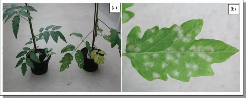 Figure B51Tomato plants inoculated with tomato powdery mildew a The left - фото 97
