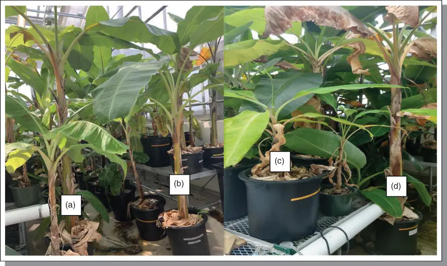 Figure B72Different accessions of banana and plantain being maintained in the - фото 122