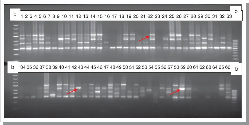 Figure B77Amplification profile of 66 banana and plantain samples using - фото 127