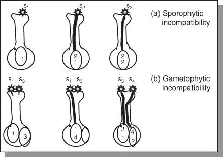 Figure 56Types of selfincompatibility a sporophytic and b gametophytic - фото 90