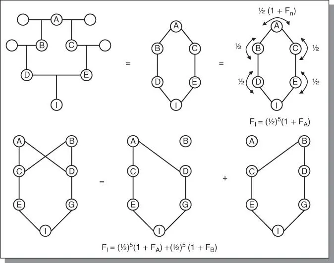 Figure 34The inbreeding coefficient may be calculated by counting the number - фото 32