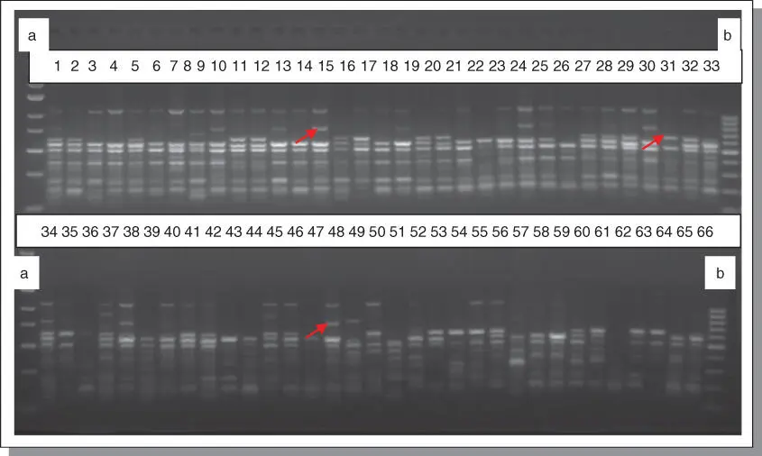 Figure B75Amplification profiles of 66 banana and plantain samples using - фото 125
