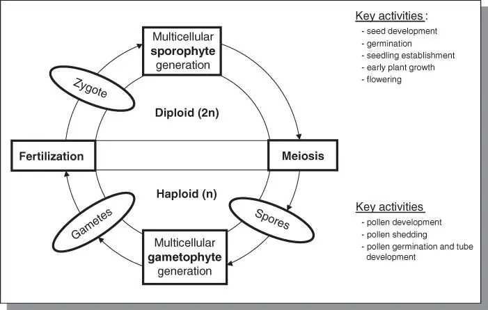 Figure 51Schematic representation of alternation of generations in flowering - фото 85
