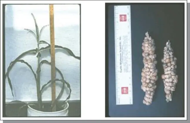 Figure B67a left A highly maizelike 38chromosome apomictic maize - фото 116