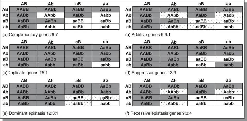 Figure 516Epistasis or nonMendelian inheritance is manifested in a variety of - фото 105