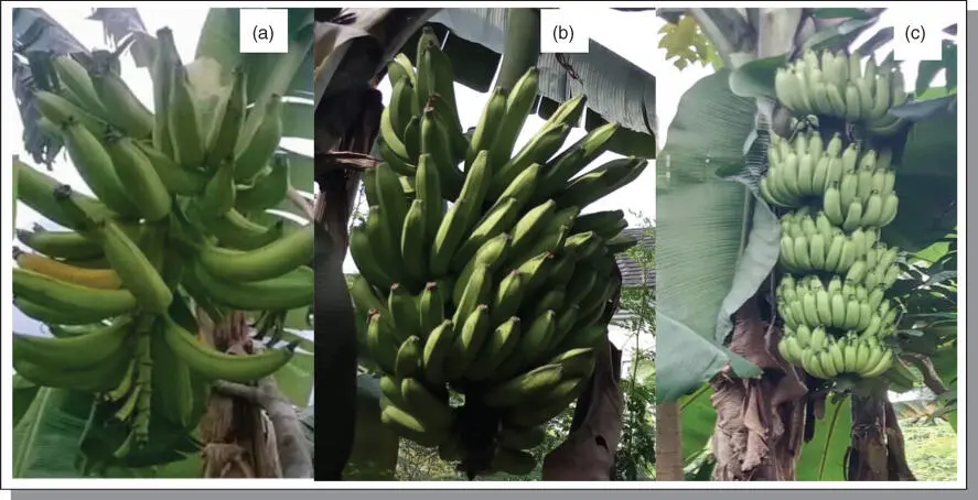 Figure B73Phenotypic comparison of plantains and bananas in their fruits form - фото 123
