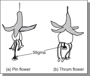 Figure 55Heteromorphic incompatibility showing floral modifications in which - фото 89