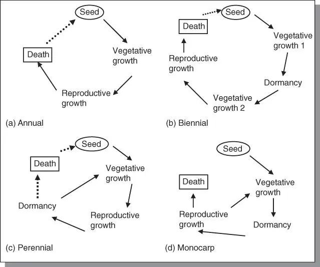 Figure 52Flowering plants have one of four lifecycles annual biennial - фото 86