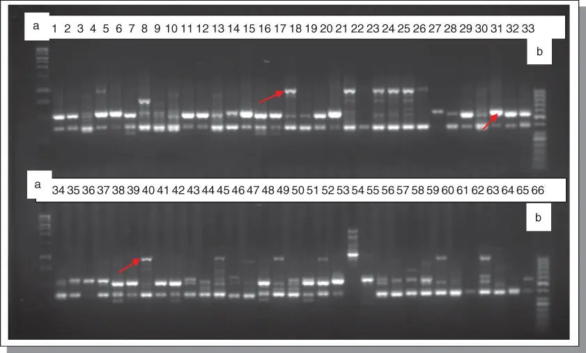 Figure B76 Amplification profile of 66 banana and plantain samples using Start - фото 126