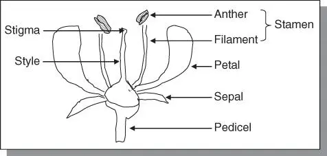 Figure 53The typical flower has four basic parts petals sepals pistil and - фото 87