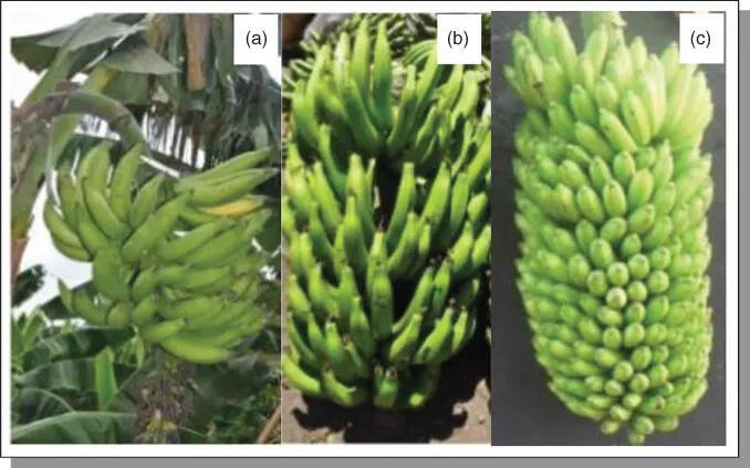 Figure B71Variations in phenotypic expressions of different ploidy - фото 121