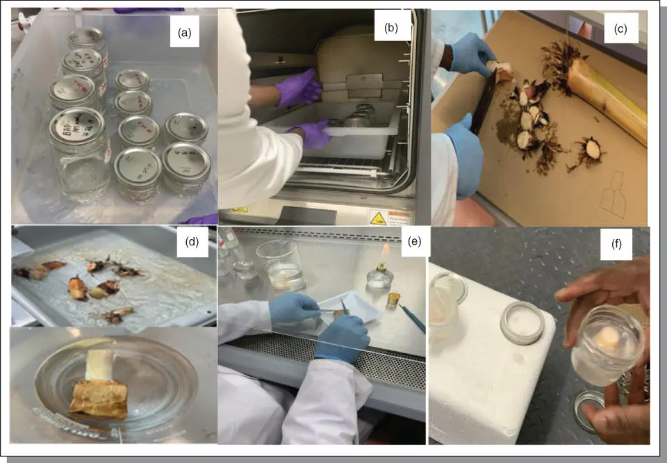 Figure B78Flow chart of micropropagation of banana a Preparation of - фото 128