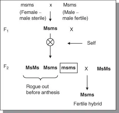 Figure 59Genetic male sterility as used in practical breeding Figure - фото 93