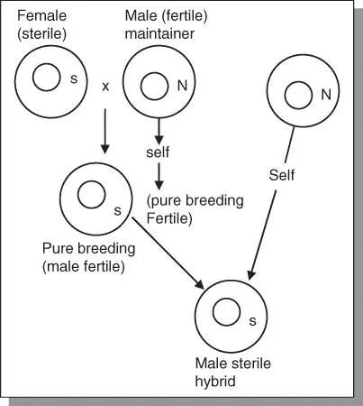 Figure 510Cytoplasmic male sterility as applied in plant breeding N Normal - фото 94