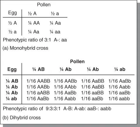 Figure 513The Punnett square procedure may be used to demonstrate the events - фото 102