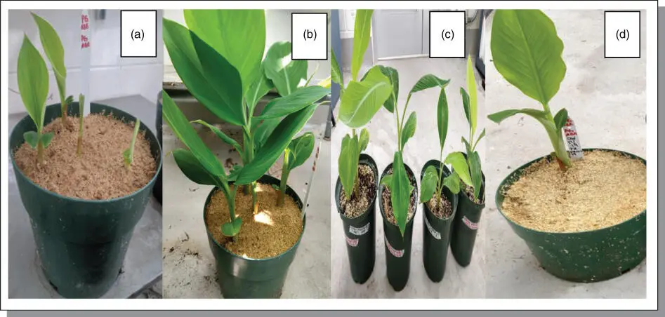 Figure B712Macropropagation experimental output from a plantain accession - фото 132