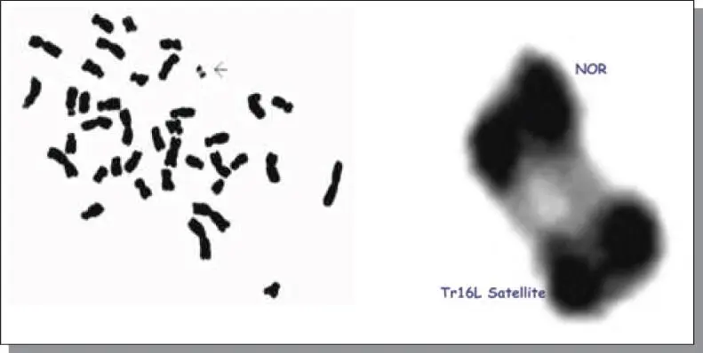Figure B65a left The satellite region of Tr16L arrow that confers - фото 114