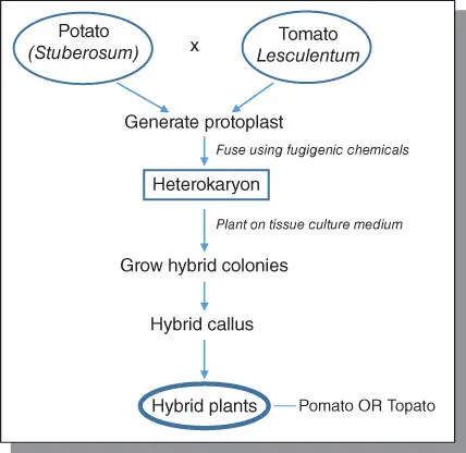 Figure 63 In vitro fusion of protoplast cells of tomato and potato to create - фото 117
