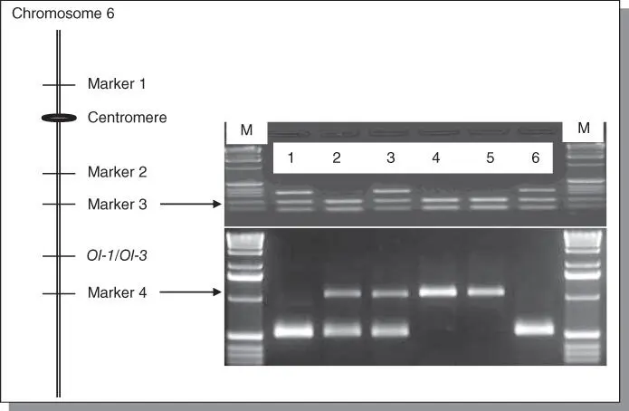 Figure B54Illustration of markerassisted selection MAS On the left a - фото 100