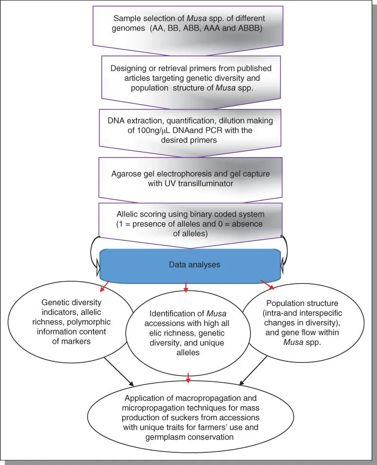 Figure B74Summary of research activities on Musa species at the Center for - фото 124