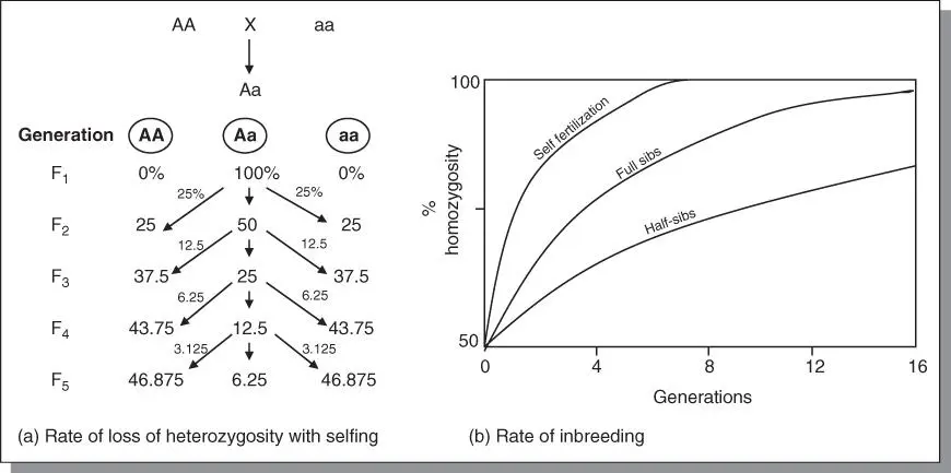 Figure 35Increase in percentage of homozygosity under various systems of - фото 34