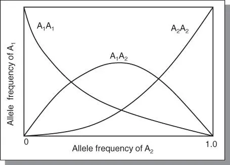 Figure 31The relationship between gene frequencies and allele frequencies in a - фото 21