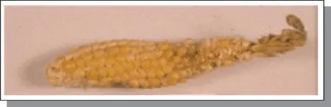 Figure B62Hybrid seed set utilizing Ladyfinger popcorn as the maternal parent - фото 111